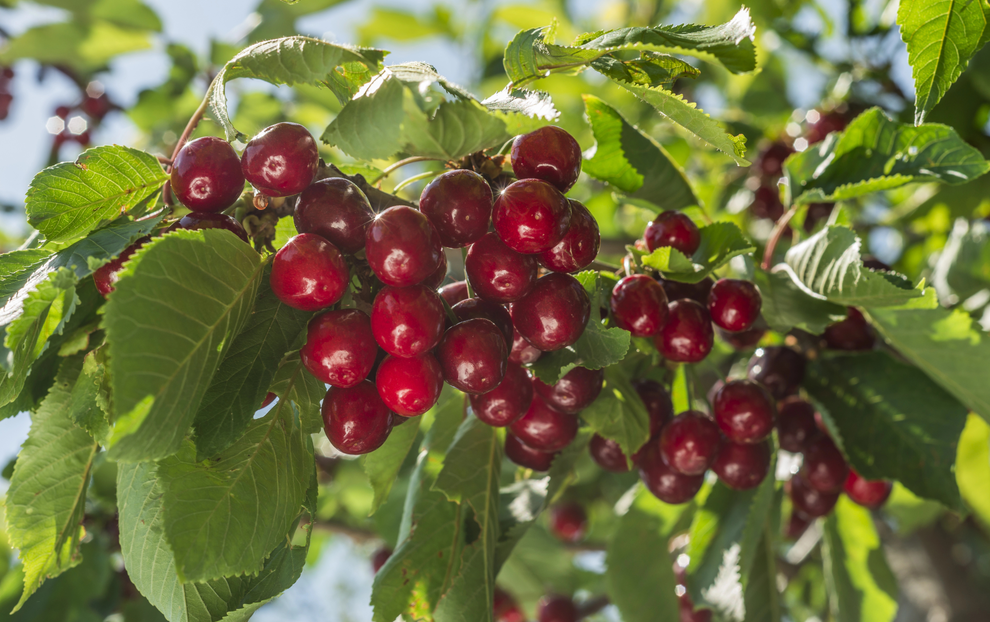 农药残留分析：技术特点、分类与关键步骤详解！