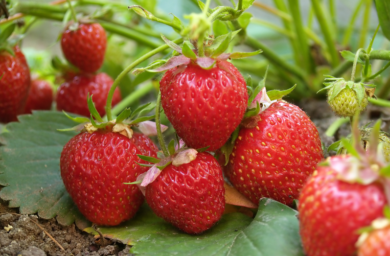 从源头到餐桌：恒谱生专业农药残留检测，筑牢食品安全防线！