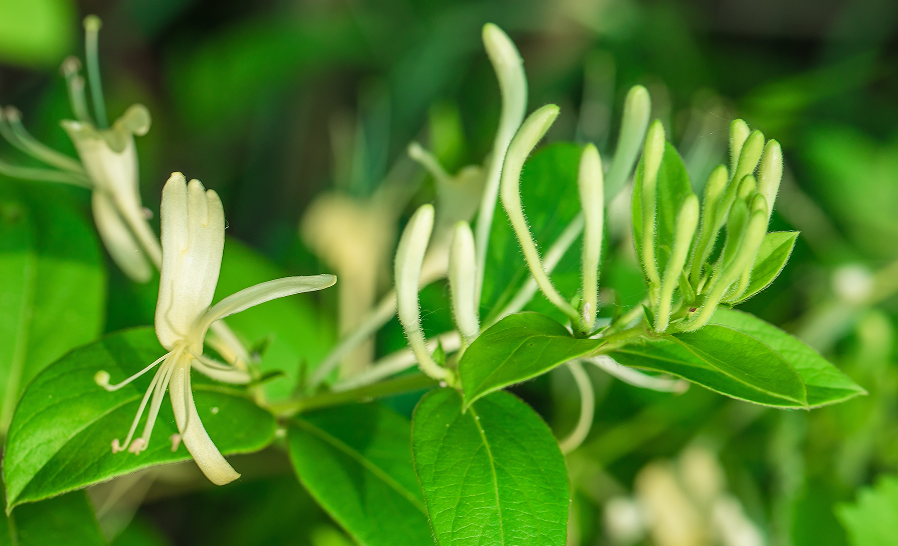 中药丨金银花含量测定①(中国药典2025版)！